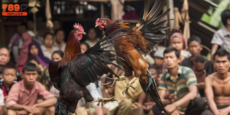 Gà Song Sinh Thần Kê