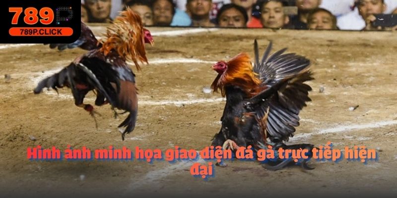Hình ảnh minh họa giao diện đá gà trực tiếp hiện đại