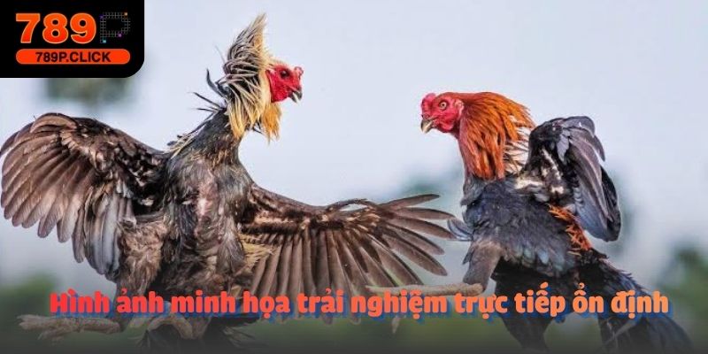 Hình ảnh minh họa trải nghiệm trực tiếp ổn định