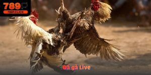 Đá gà Live