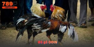 Đá gà ODIN
